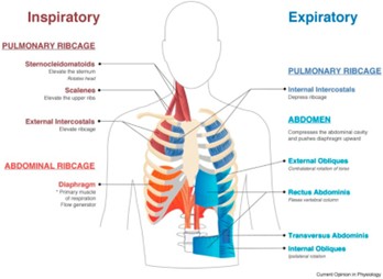 Diagram of the inspiratory and expiratory systems